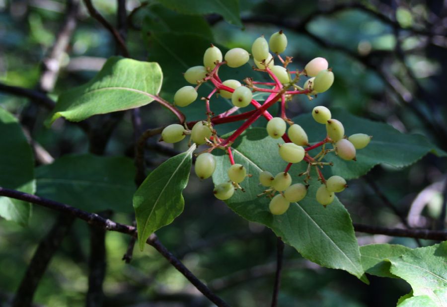 Adoxaceae Viburnum 