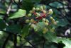image of Viburnum 