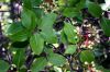 image of Viburnum 