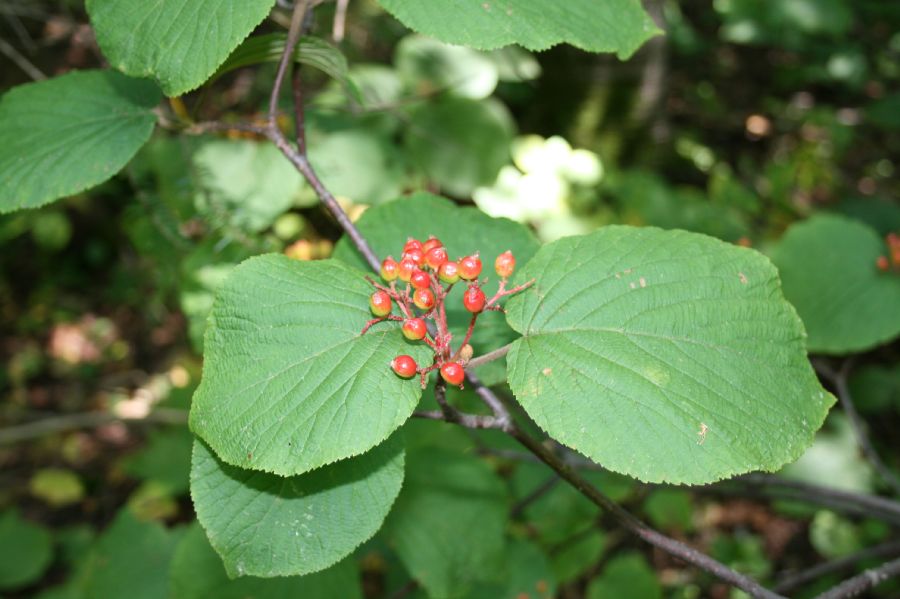 Adoxaceae Viburnum alnifolium