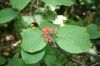 image of Viburnum alnifolium