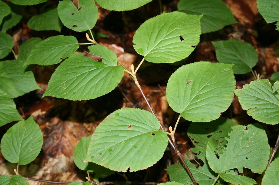 Adoxaceae Viburnum alnifolium