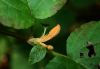 image of Viburnum alnifolium