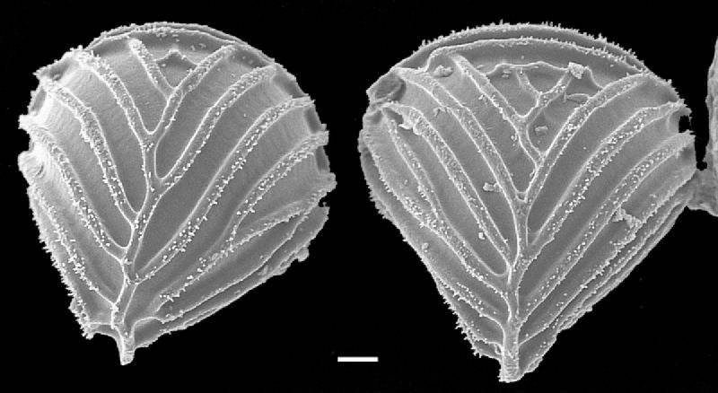 Anemiaceae Anemia familiaris