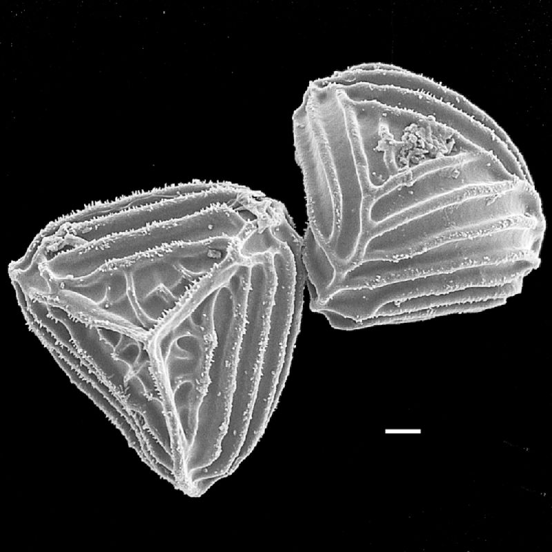 Anemiaceae Anemia familiaris