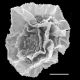 image of Bolbitis acrostichoides