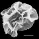image of Bolbitis acrostichoides
