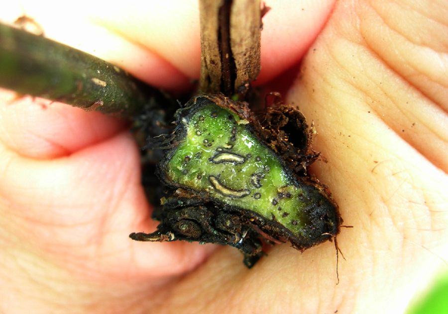 Lomariopsidaceae Mickelia nicotianifolia
