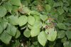 image of Cornus alternifolia