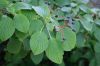 image of Cornus alternifolia