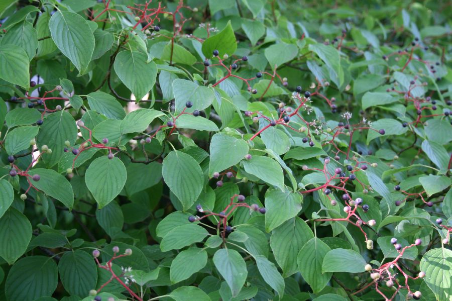 Cornaceae Cornus alternifolia