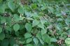 image of Cornus alternifolia