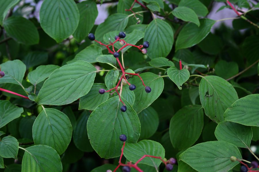 Cornaceae Cornus alternifolia