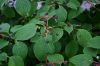 image of Cornus alternifolia