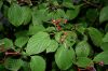 image of Cornus alternifolia