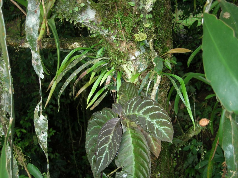  Ananthacorus angustifolius