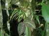 image of Ananthacorus angustifolius