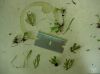 image of Hecistopteris pumila