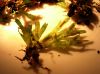 image of Hecistopteris pumila