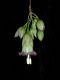 image of Merinthopodium neuranthum
