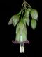 image of Merinthopodium neuranthum