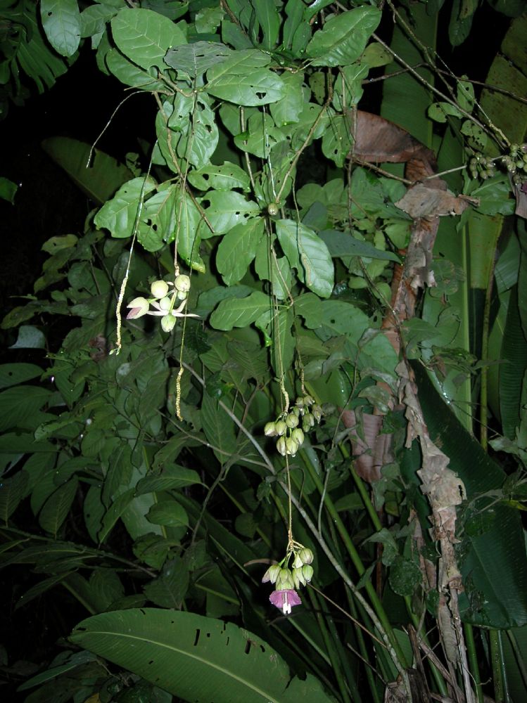 Solanaceae Merinthopodium neuranthum