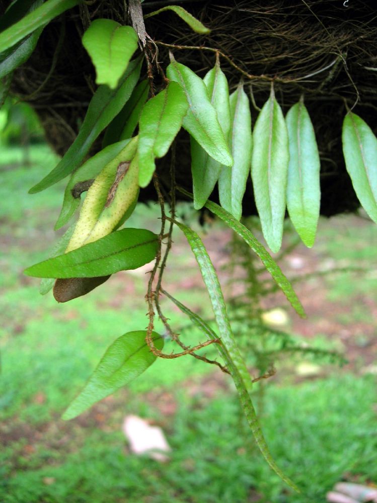 Polypodiaceae Microgramma reptans