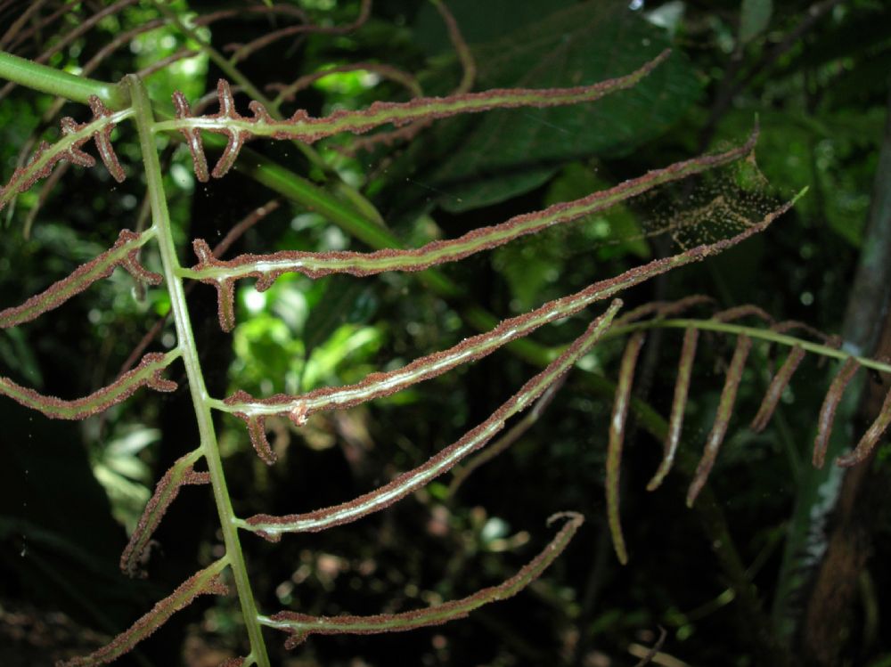 Dryopteridaceae Polybotrya caudata