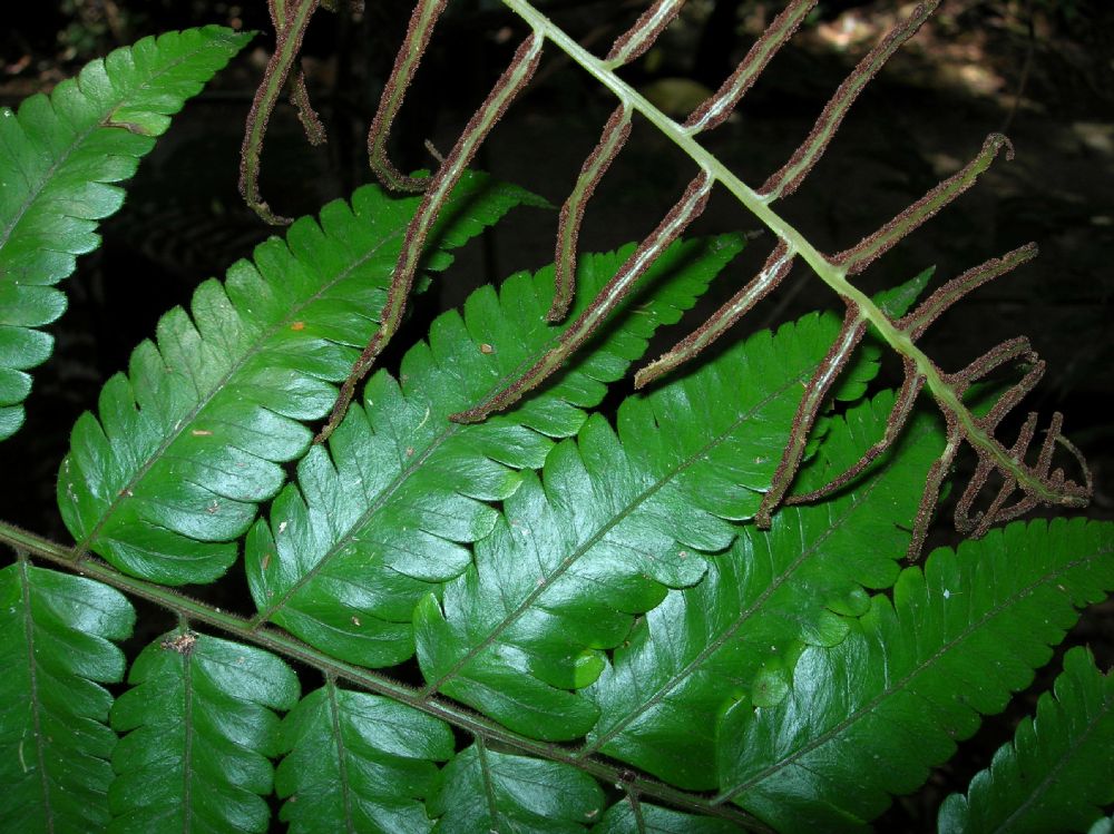 Dryopteridaceae Polybotrya caudata