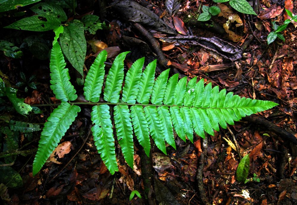 Dryopteridaceae Polybotrya caudata