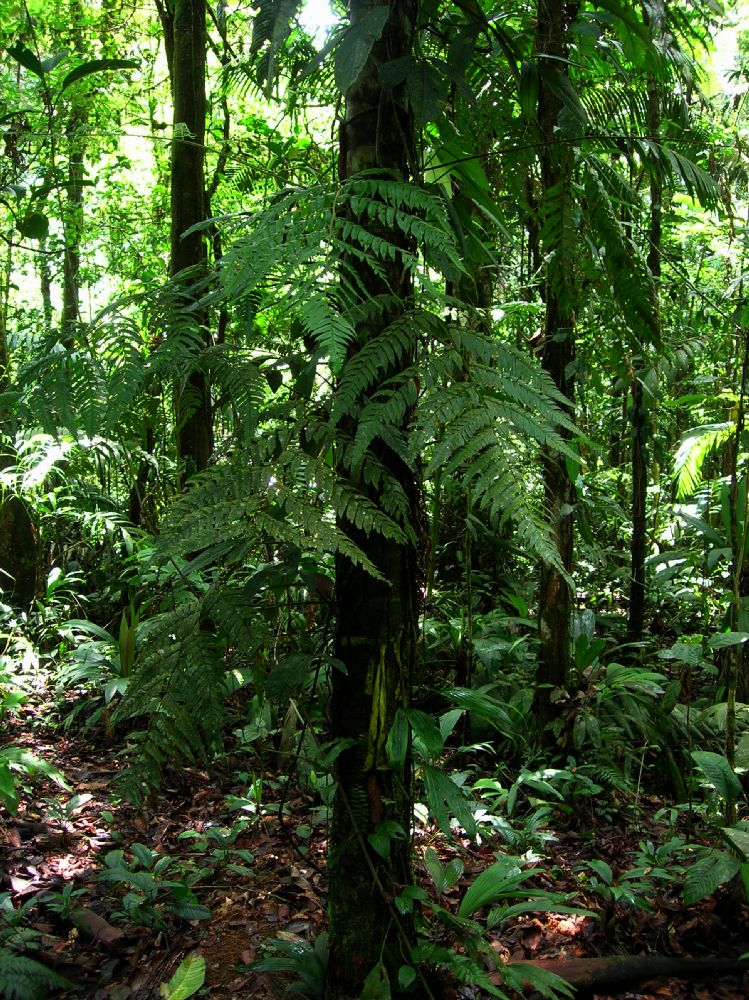 Dryopteridaceae Polybotrya caudata