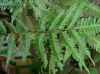 image of Pteris propinqua