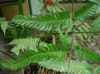 image of Pteris propinqua
