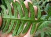 image of Pteris propinqua