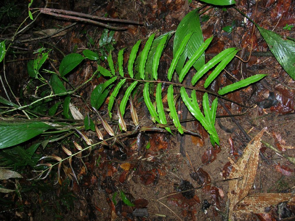 Blechnaceae Salpichlaena papyrus