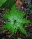 image of Selaginella umbrosa