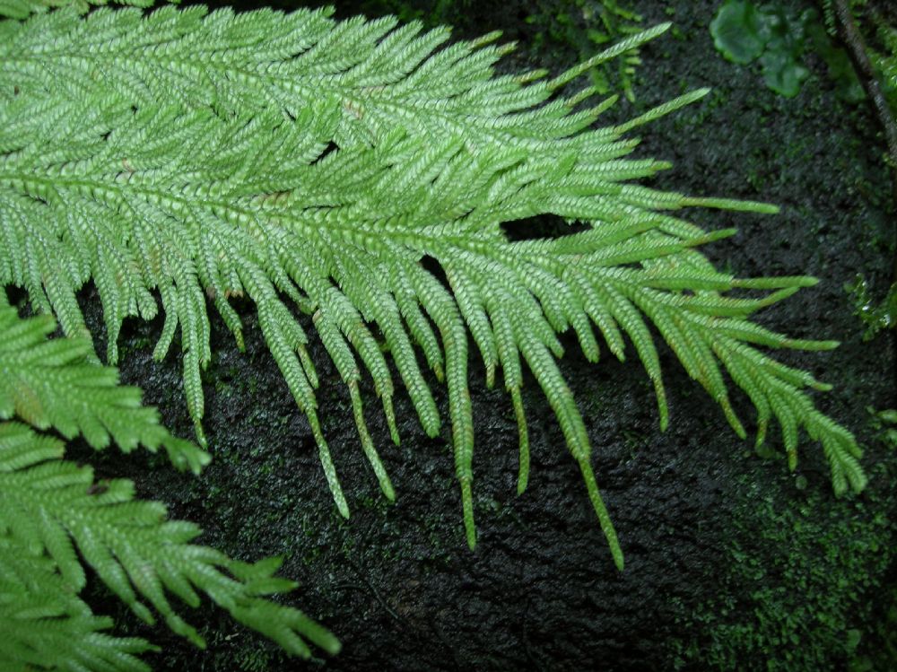 Selaginellaceae Selaginella umbrosa