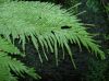 image of Selaginella umbrosa