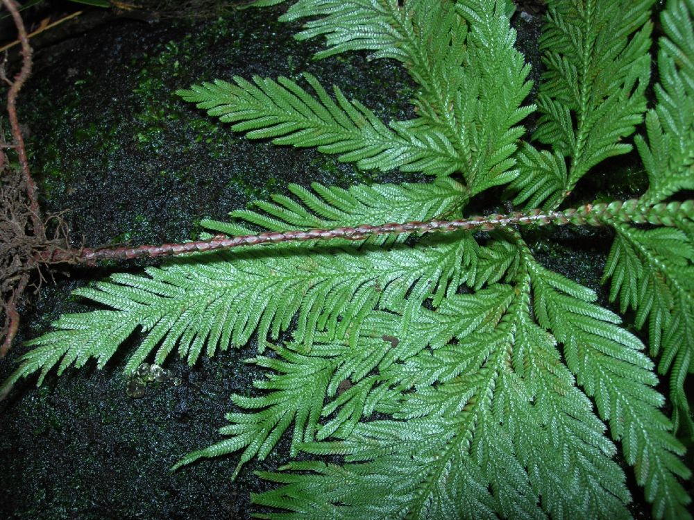 Selaginellaceae Selaginella umbrosa