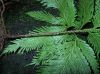 image of Selaginella umbrosa