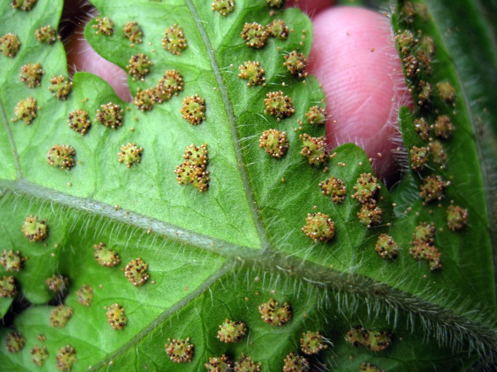 Tectariaceae Tectaria rufovillosa