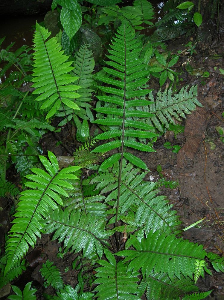 Thelypteridaceae Goniopteris curta