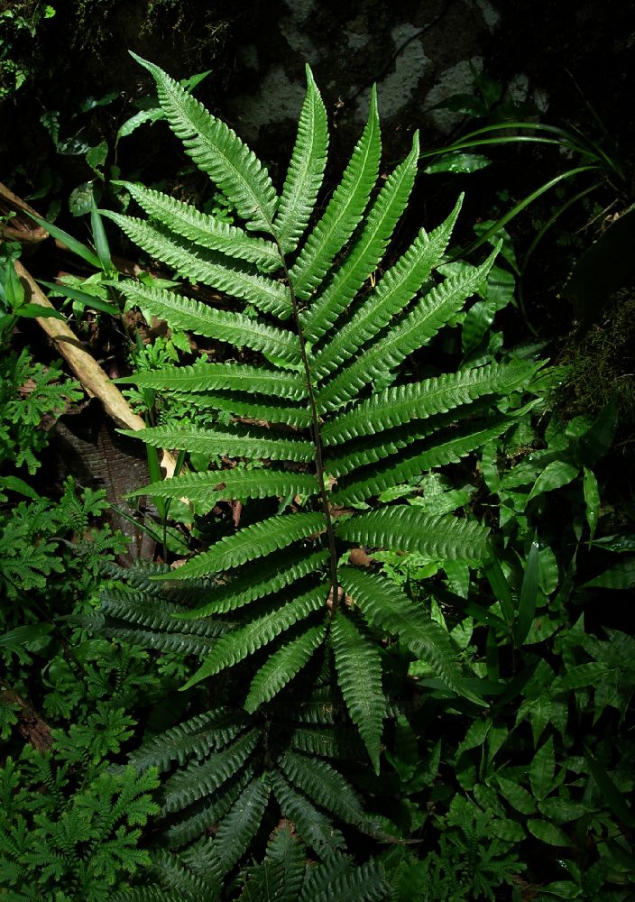 Thelypteridaceae Goniopteris nicaraguensis