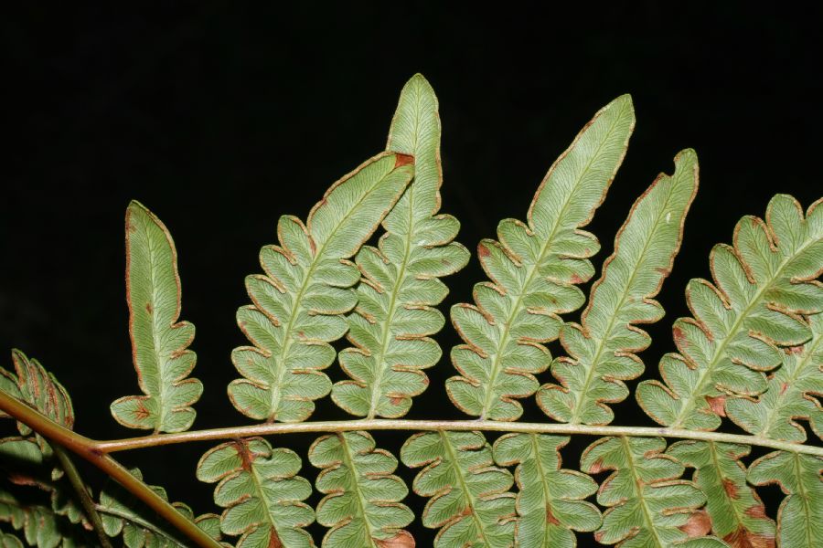 Dennstaedtiaceae Pteridium aquilinum