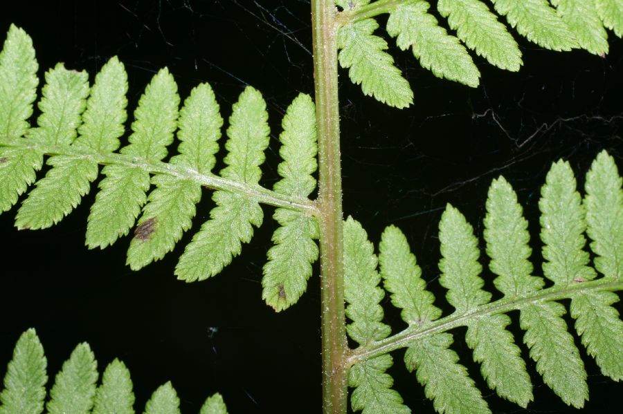 Athyriaceae Athyrium filix-femina
