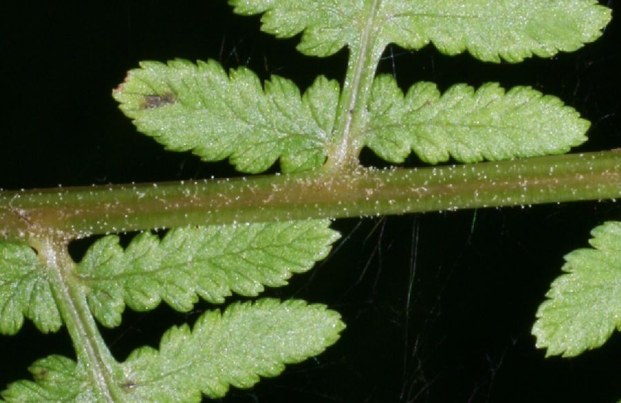Athyriaceae Athyrium filix-femina