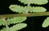 image of Athyrium filix-femina