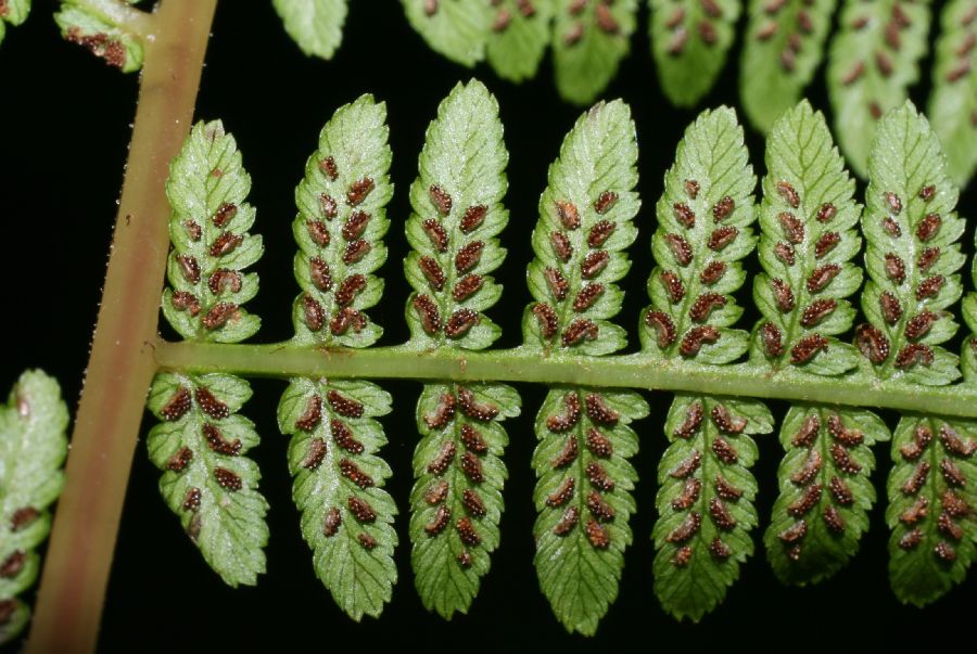 Athyriaceae Athyrium filix-femina