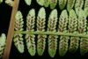 image of Athyrium filix-femina