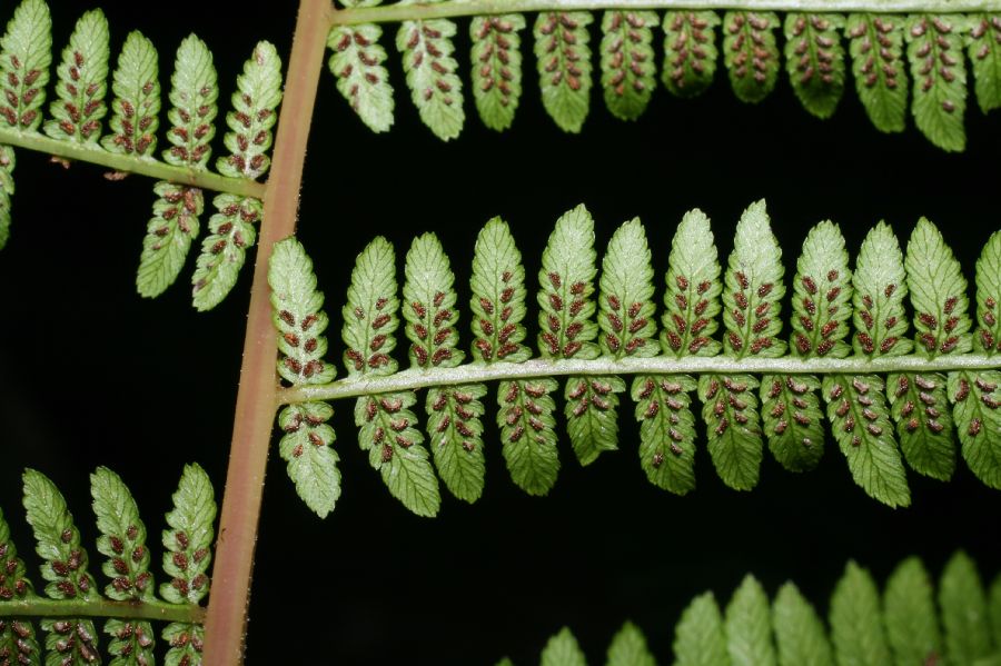 Athyriaceae Athyrium filix-femina